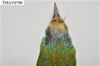 五色鳥藏品圖，第18張